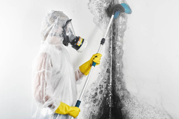 Best Mold Remediation for Healthcare Facilities  in Perezville, TX